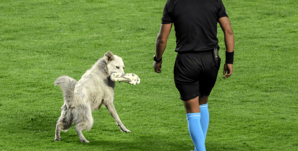 Un perro interrumpió un partido de fútbol ¡Y se robó una bota!